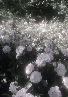 群れから はぐれた 1匹の狼 。 ⚐˒˒⚠腐向け