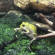 ぽこぺん@タチが悪いタイプの三日坊主さんのアイコン画像