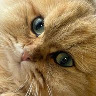 ✧ペル✧さんのアイコン画像