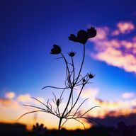 佐々木(chi)さんのアイコン画像