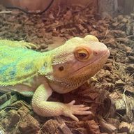 白米さんのアイコン画像