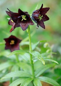 咲いた花の花言葉