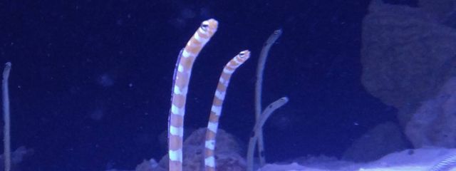 りんごさんの壁紙画像