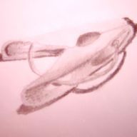 漣　晶さんのアイコン画像