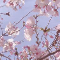 ｻｸﾗさんのアイコン画像