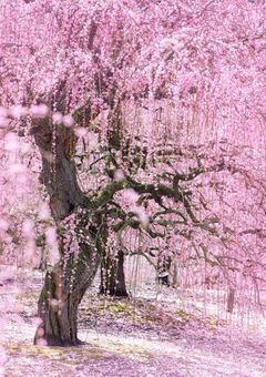 拝啓。桜の舞う季節になってまいりました (参加型)