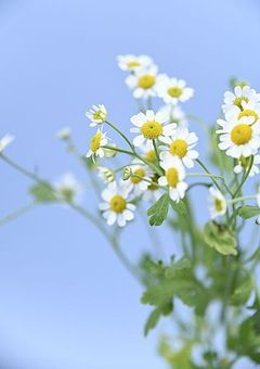 お治ししましょ？ (参加型)