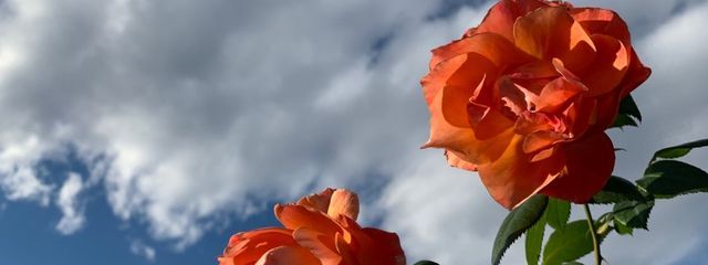 ♡ 愛さんの壁紙画像