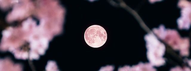 ❦Sakuya❦さんの壁紙画像