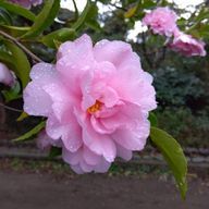 ヒロアカ好きの菜緒さんのアイコン画像