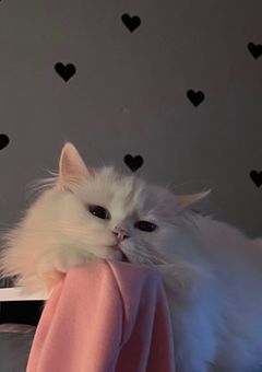 　⸝⋆￤拾