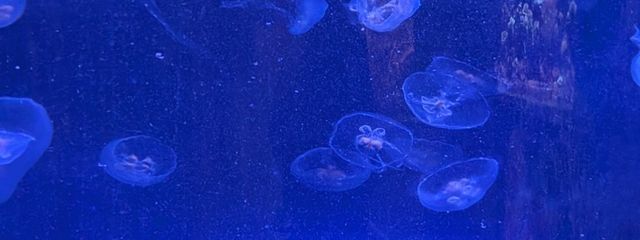 梅さんの壁紙画像