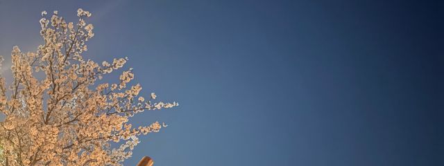ゆきみ❄✨なきちゃんとペア画中！さんの壁紙画像