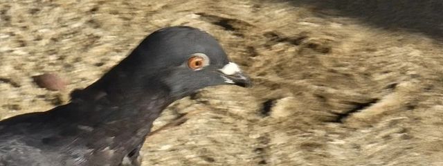 　＠　ぷぷぷぷりん　さんの壁紙画像