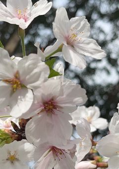 君が最後に残した声