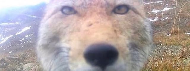 ポッケトさんの壁紙画像