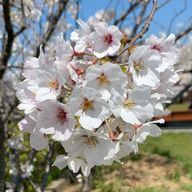 まゆゆさんのアイコン画像