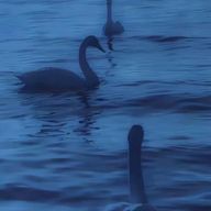 ももももももさんのアイコン画像