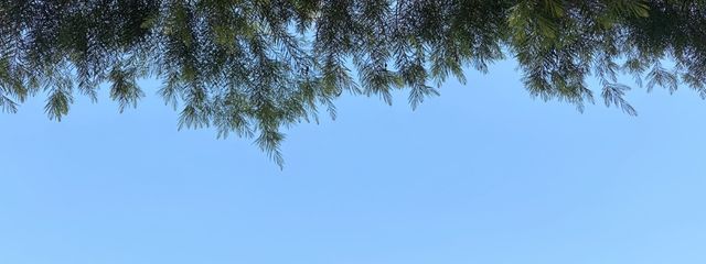 転生気分:スマホ取られたくないぃぃ…さんの壁紙画像