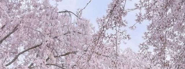オオカミさんの壁紙画像