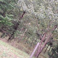 みゆー(みるひとー)さんのアイコン画像