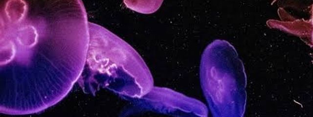 くらげさぶさんの壁紙画像