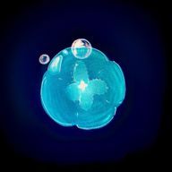 くらげさぶさんのアイコン画像