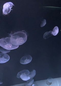 幻想のアクアリウム