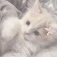 　お ん ぷ 。さんのアイコン画像