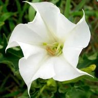 ダチュ@サブ垢に切り替えさんのアイコン画像