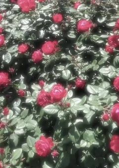 歌うま王子のちっちゃい妹