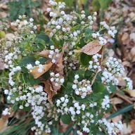 かれーさんさんのアイコン画像