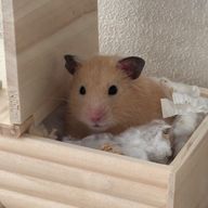 @ pukuta # 20121126 ⚔️🪐🔪さんのアイコン画像