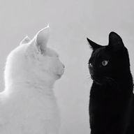 名無しさんのアイコン画像