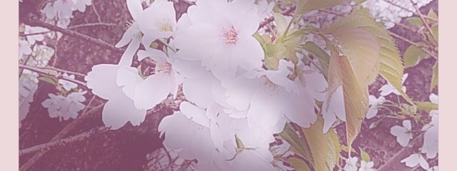 世雨しずくさんの壁紙画像