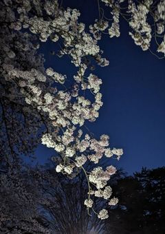 誰も信じてくれなかったので、監獄行きます✌️