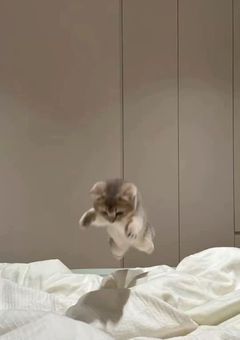 アイドルたちと恋愛してみた