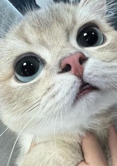 # 慶應がーる