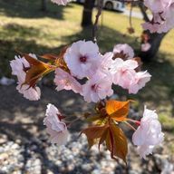 腐女子仲間居ないか?さんのアイコン画像