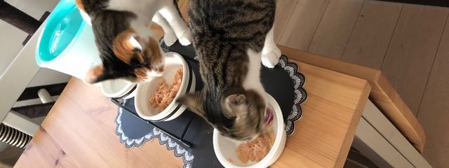 れふぃさんの壁紙画像