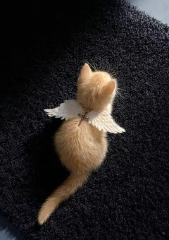 ෆ‪えぶりでふわふわ記念日ෆ‪