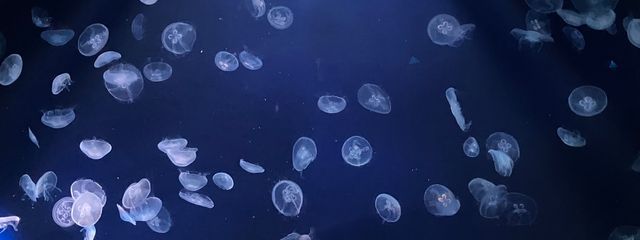 うりぃさんの壁紙画像
