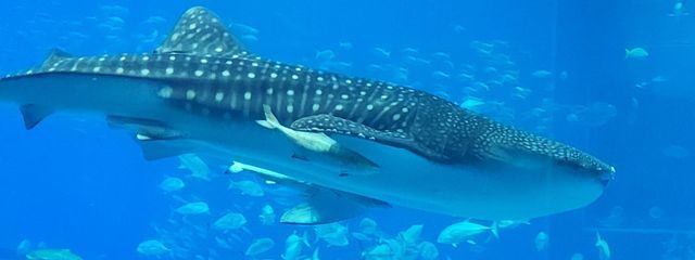 こはさんの壁紙画像