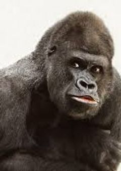 蛮族どもの無法地帯学校