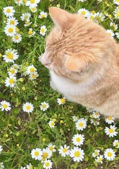 愛され猫さん🐱