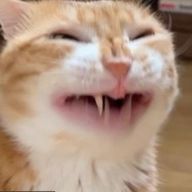 李鶴猫了　⚠️🫧さんのアイコン画像