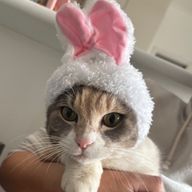 パステルミントグリーンさんのアイコン画像