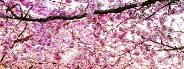 富井さんの壁紙画像