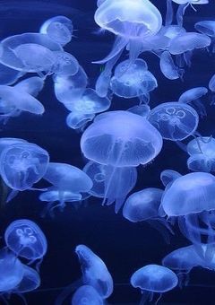 好きになっちゃいけないんすか？