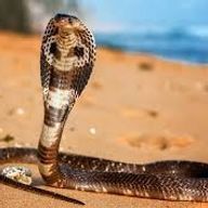 一人ぼっちな悪魔さんさんのアイコン画像